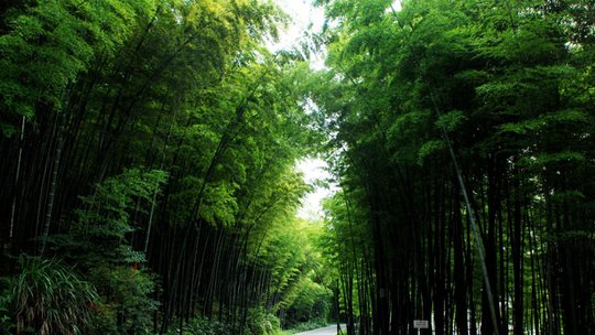 中國茶山竹海國家森林公園